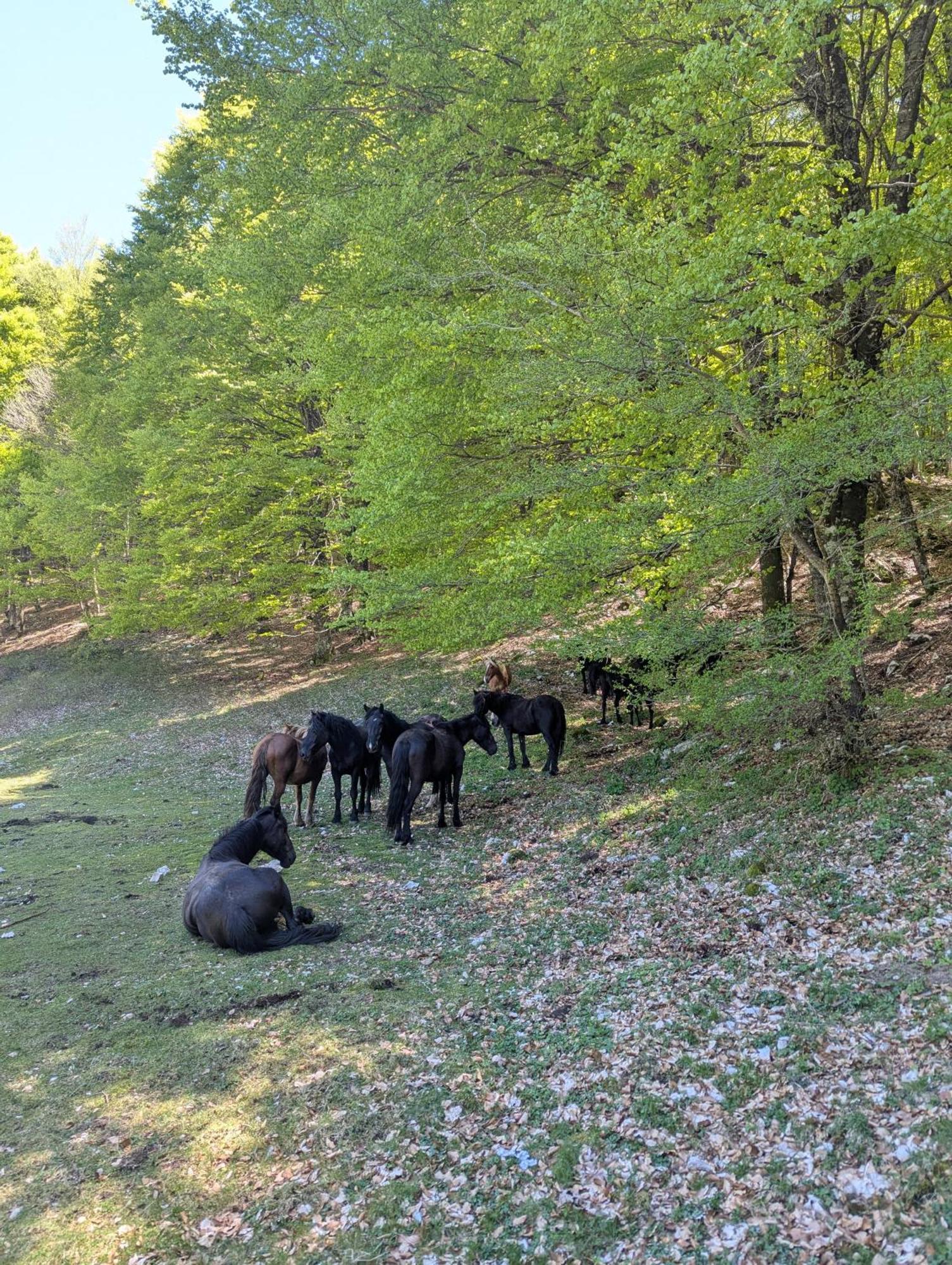 Saturnia Garden Bed and Breakfast Spigno Saturnia Εξωτερικό φωτογραφία